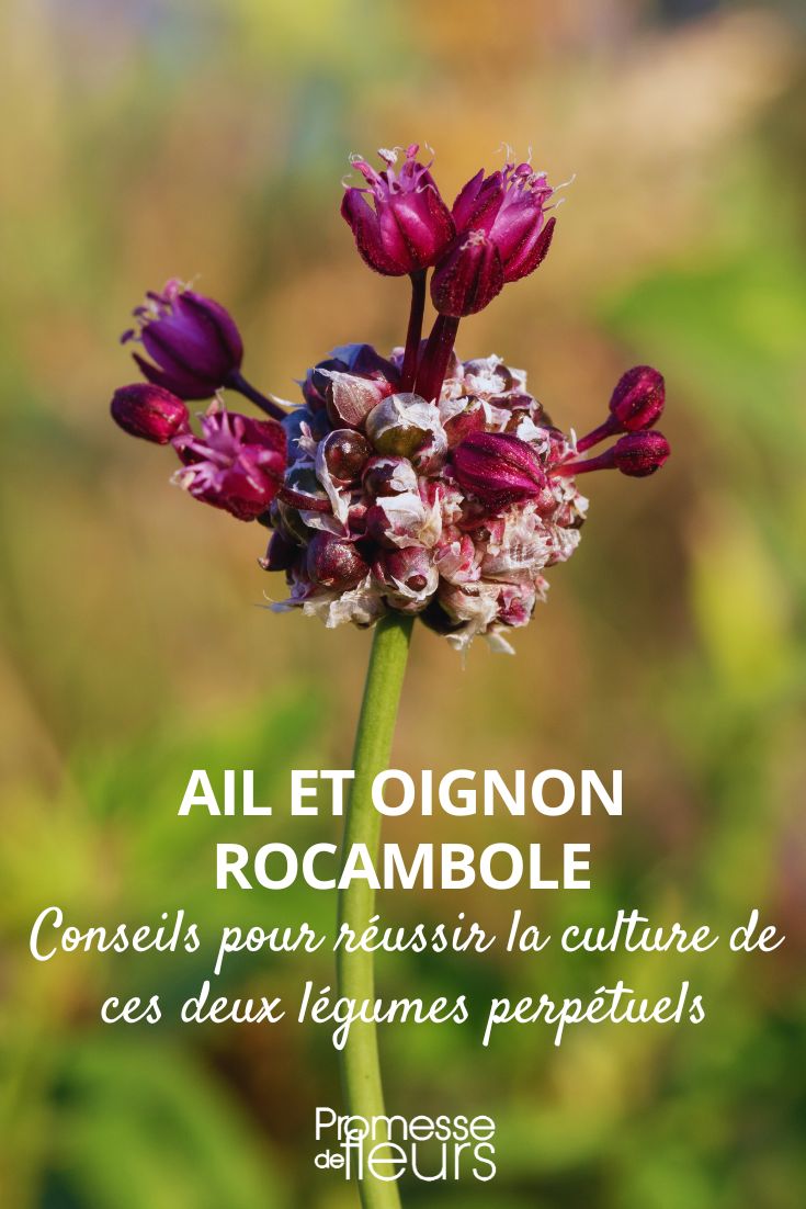 culture de l'ail et oignon rocambole