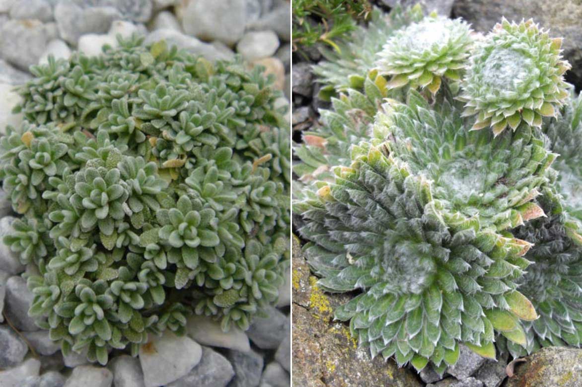 Les feuilles des Androsaces, imbriquées en rosettes