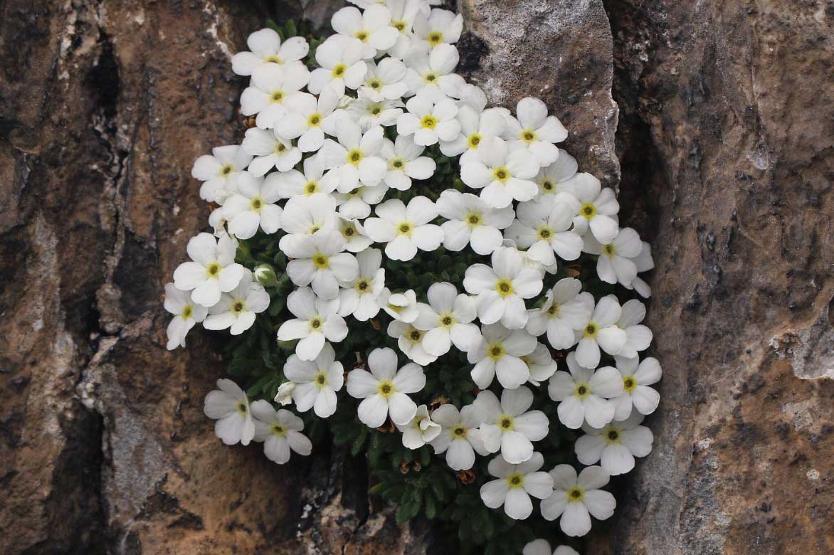 Les fleurs blanches d'une Androsace