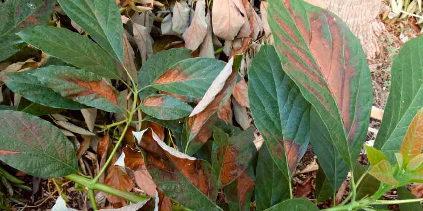 Brûlure et décoloration du feuillage