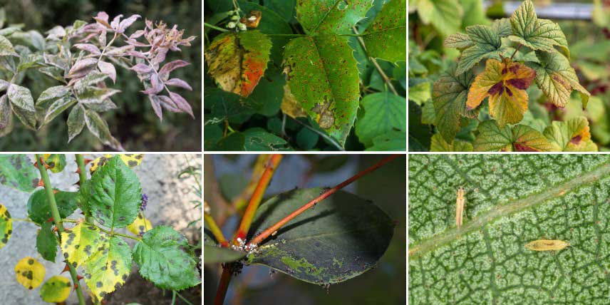 Maladies et parasites décolorant les feuilles des arbustes