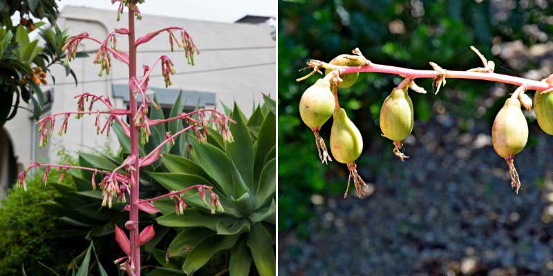 Beschorneria : floraison et fructification