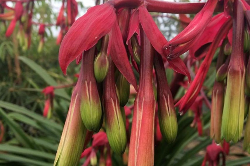 fleur Beschorneria albiflora