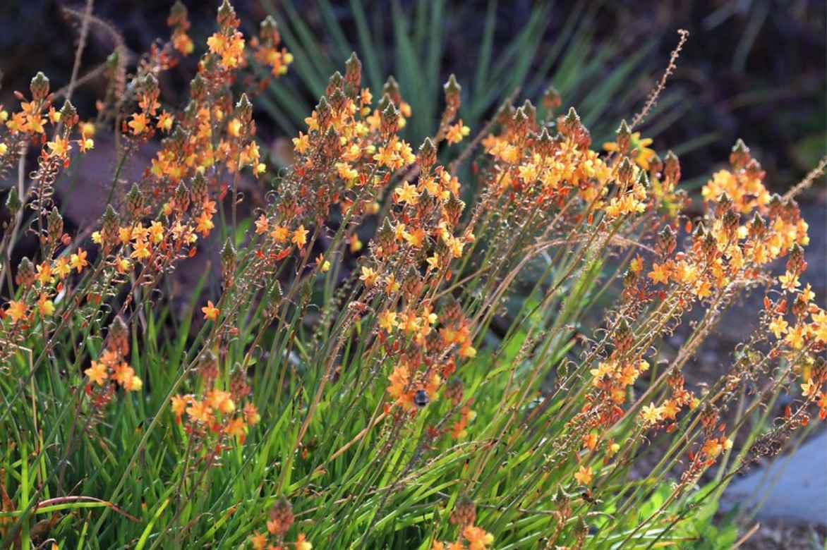 Fleur floraison Bulbine