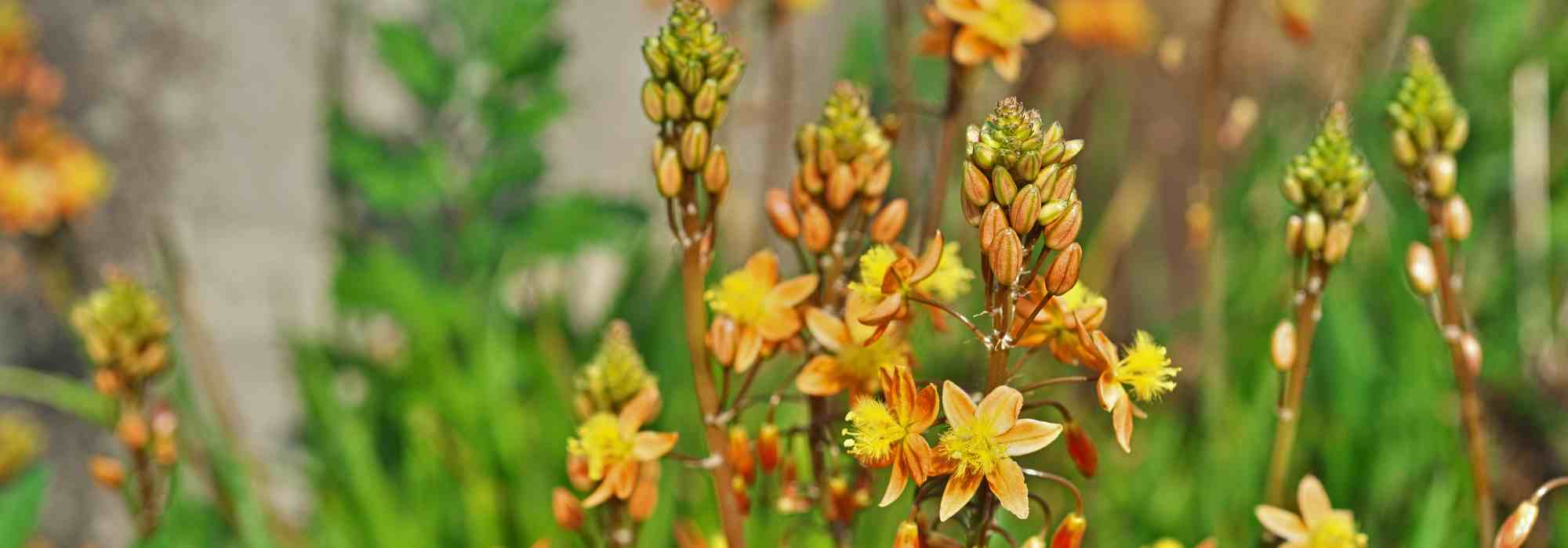 Bulbine : planter, cultiver et entretenir