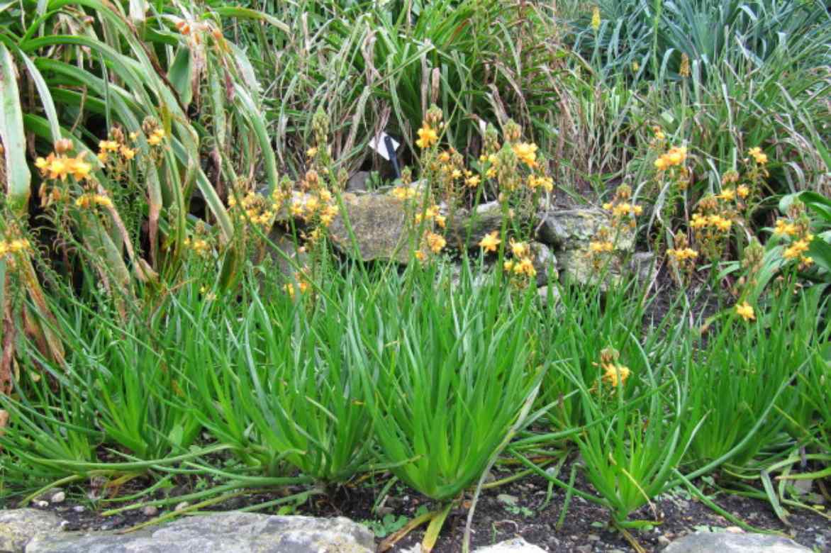 Bulbine cultiver