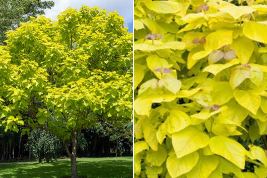 Le Catalpa doré