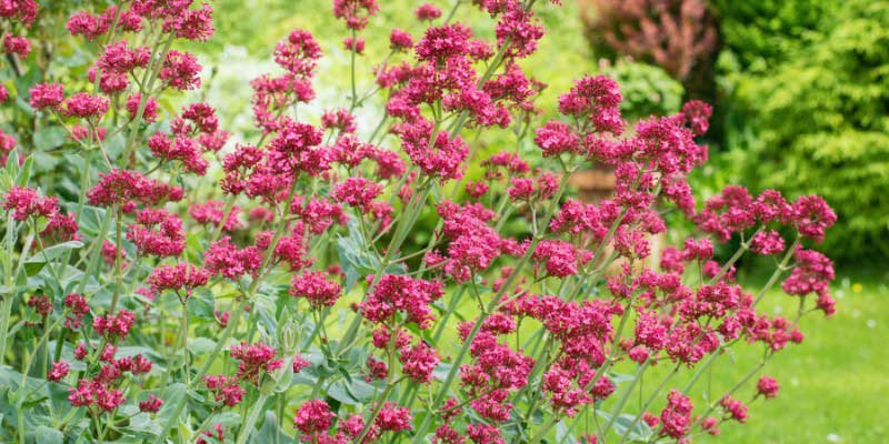 Valériane rouge, Lilas d'Espagne