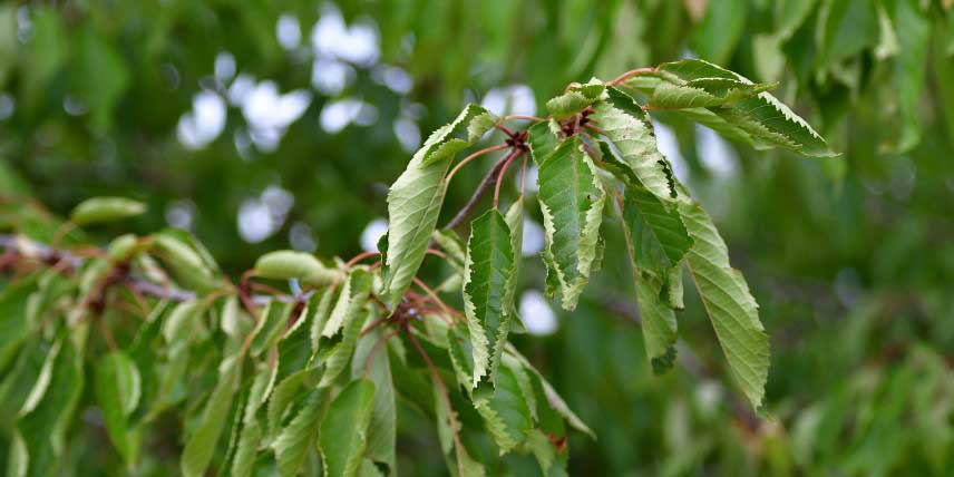 Cerisier en stress hydrique, souffrant de la sécheresse