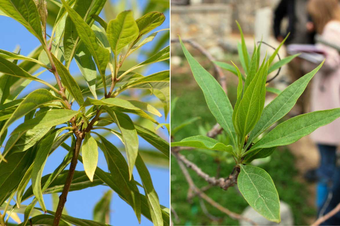 Les feuilles du Chitalpa