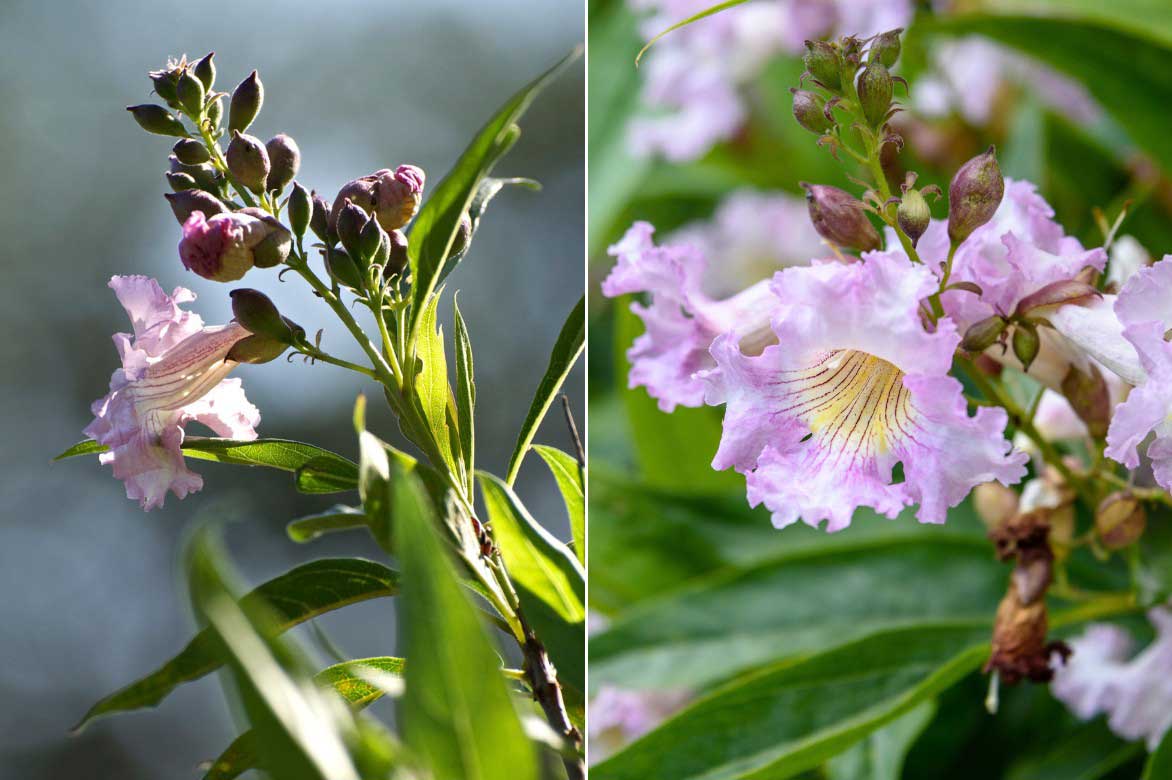 La floraison du Chitalpa