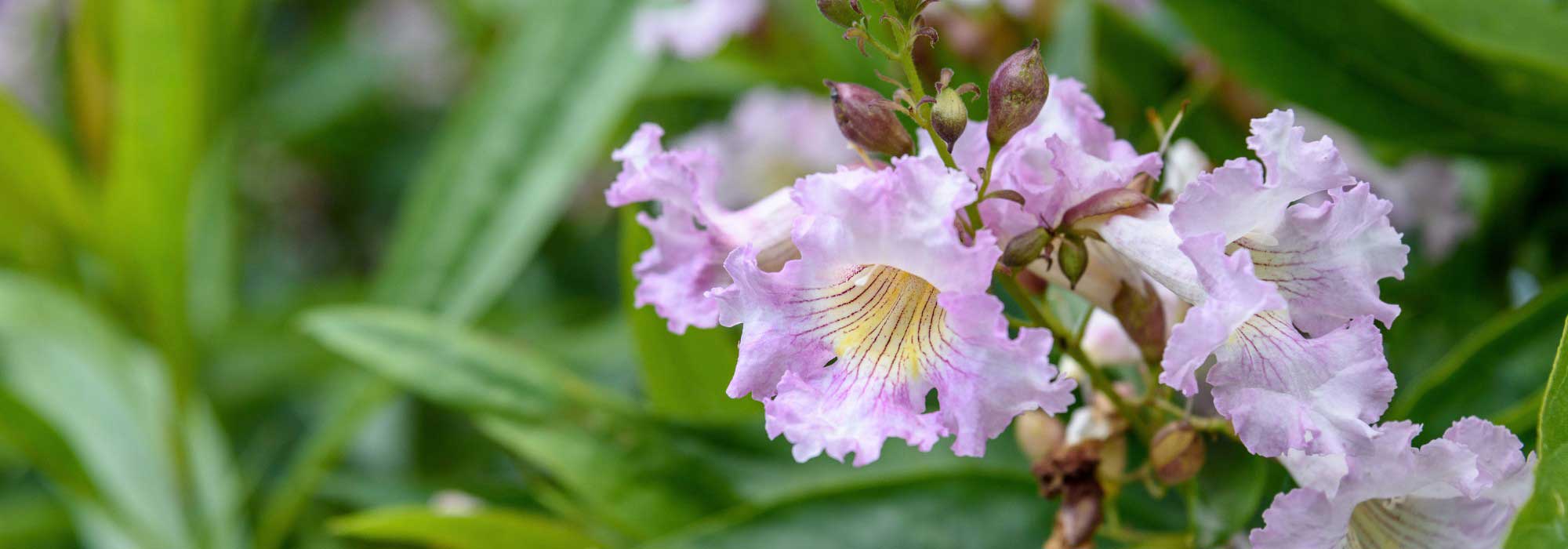 Chitalpa tashkentensis : plantation, taille, entretien