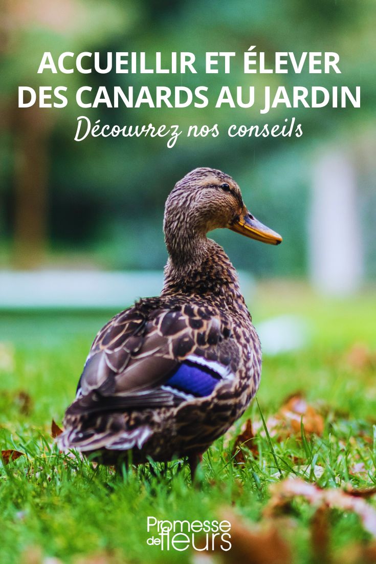 conseils pour élever les canards au jardin