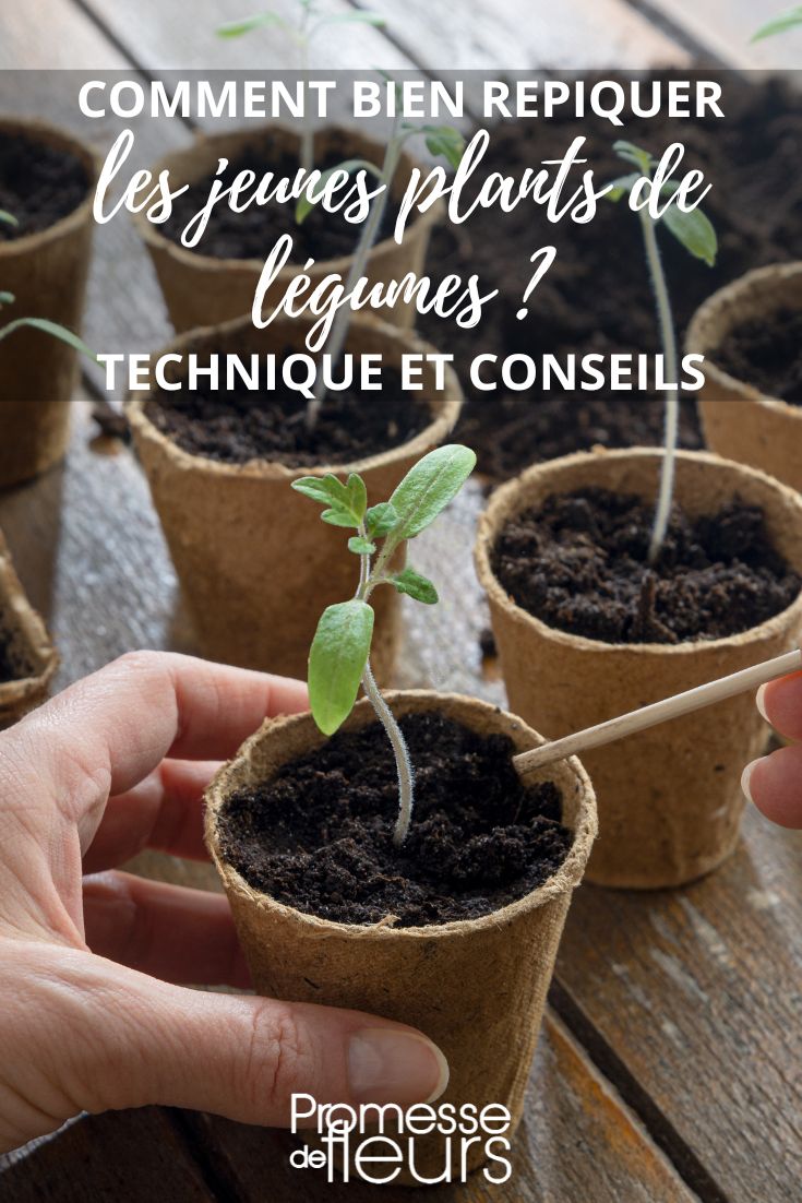 repiquer les plants de légumes au jardin