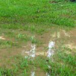 Comment drainer une pelouse trop humide ?