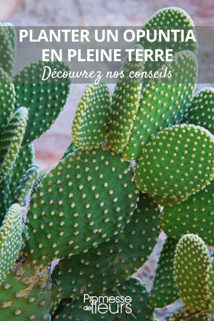 conseils de plantation d'un opuntia au jardin