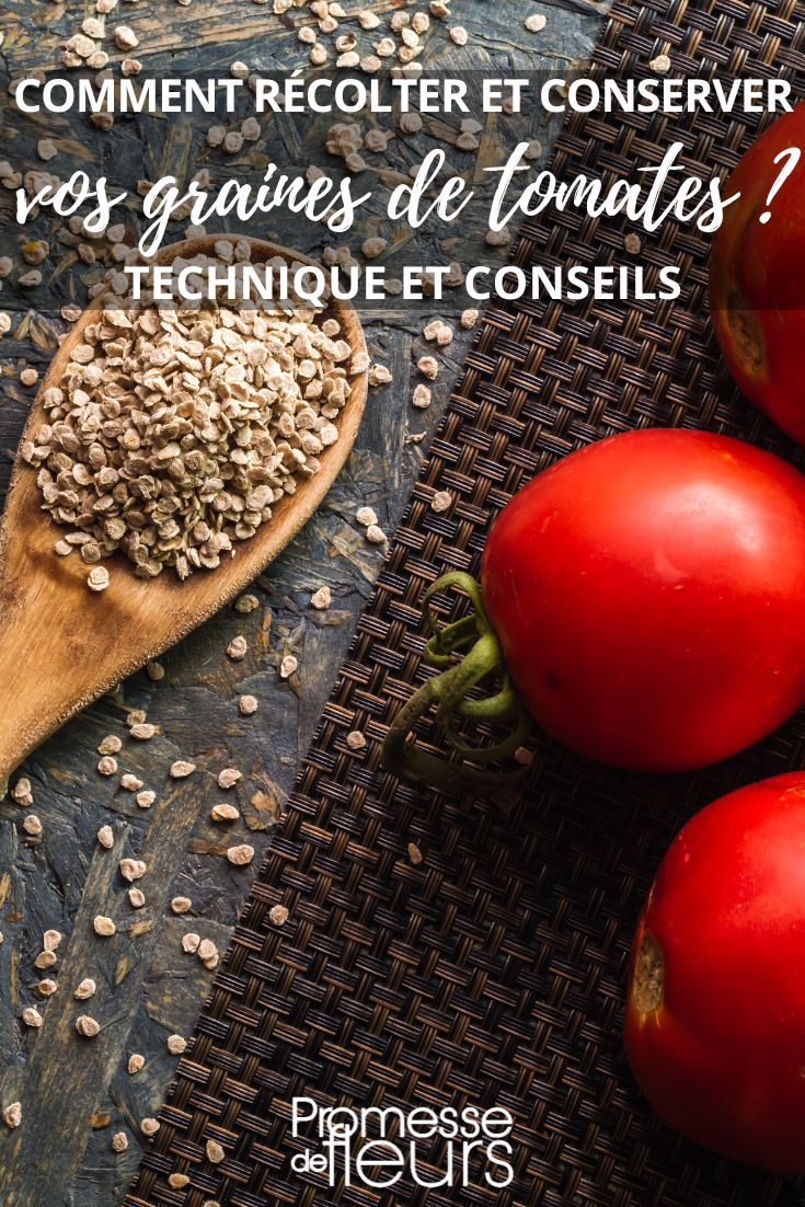 faire ses graines de tomates maison