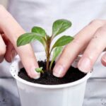 Comment bien repiquer les jeunes plantes ?