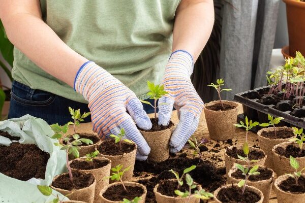 Comment bien réussir le repiquage des jeunes plants de légumes ?