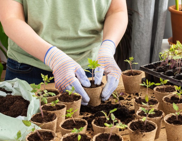 Comment bien réussir le repiquage des jeunes plants de légumes ?