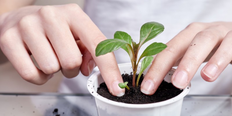 Repiquage d'un jeune plant en pot