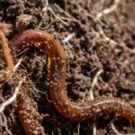 La vie du sol décryptée : comprendre son rôle essentiel au jardin