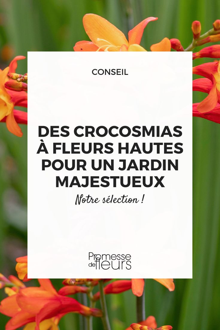 croscosmias à fleurs jaunes et orange