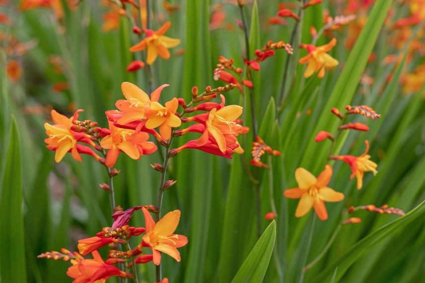 crocosmias orange