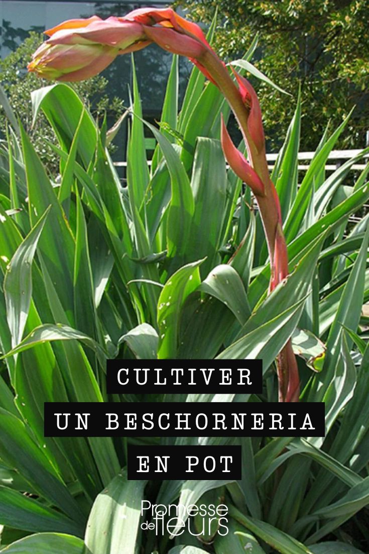 conseils pour cultiver le beschoneria en pot