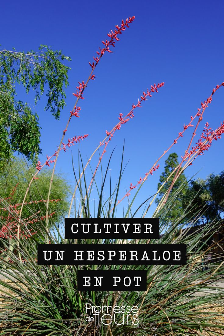 comment cultiver le yucca rouge en pot