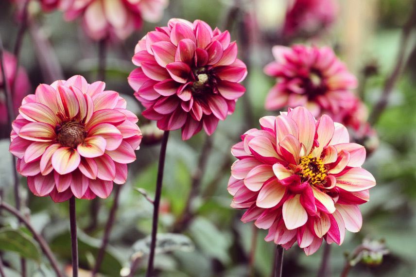 fleurs roses de Dahlia 'Senior's Hope'