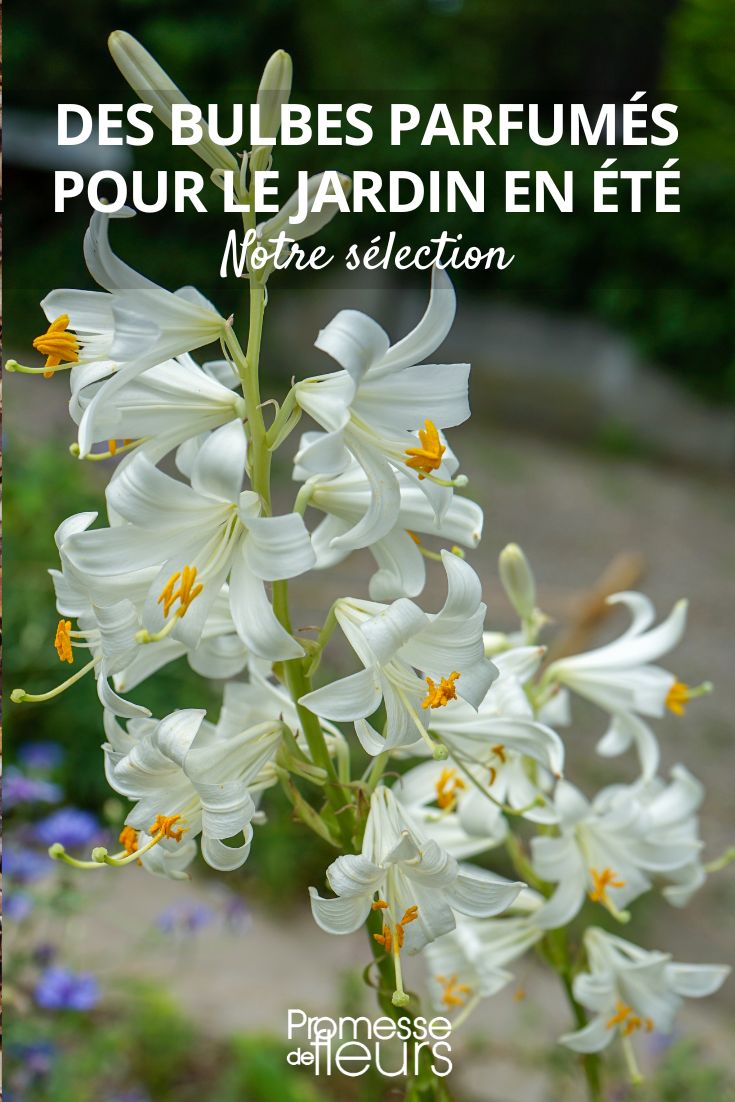 Lilium candidum ou lis de la Madone