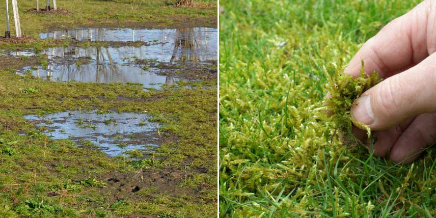 Conséquences d'un mauvais drainage sur une pelouse