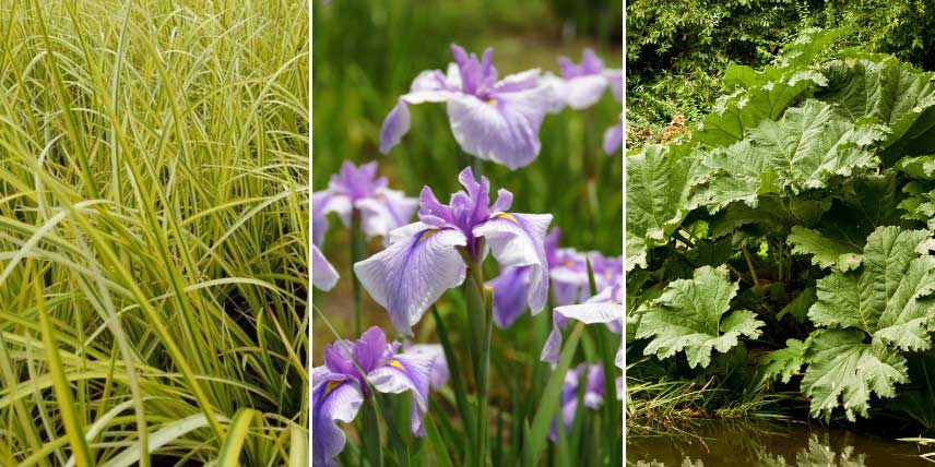 Plantes pour sol humide