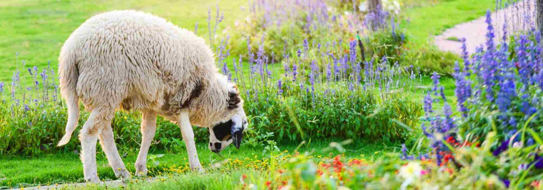 Éco-pâturage : Quels animaux choisir pour votre terrain ?