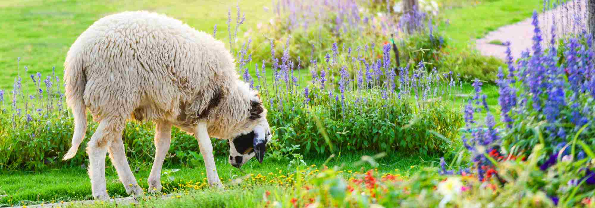 Éco-pâturage : Quels animaux choisir pour votre terrain ?