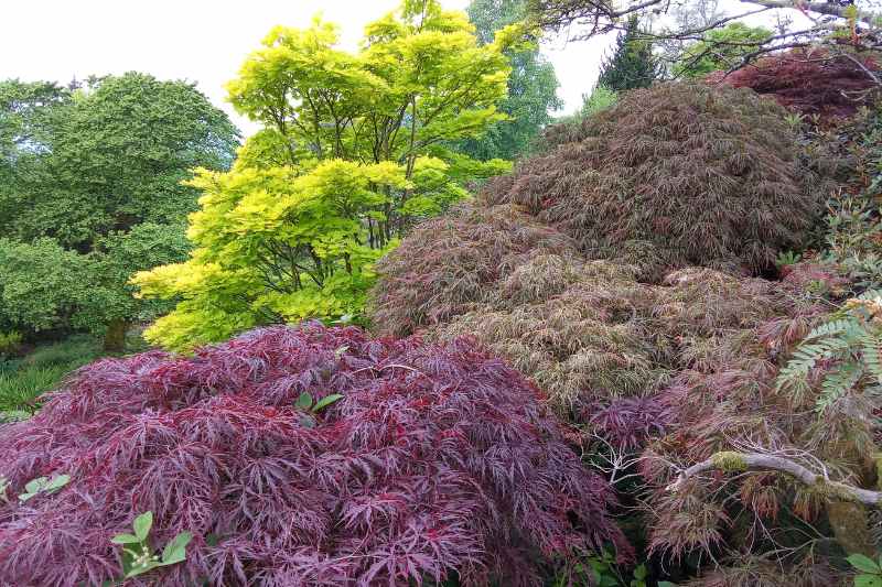 jardins nord Angleterre