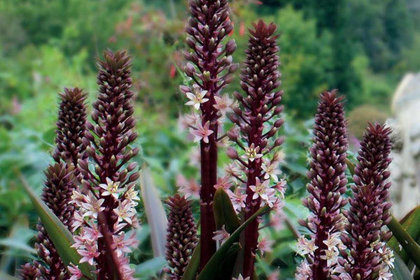 fleurs en épis d'Eucomis