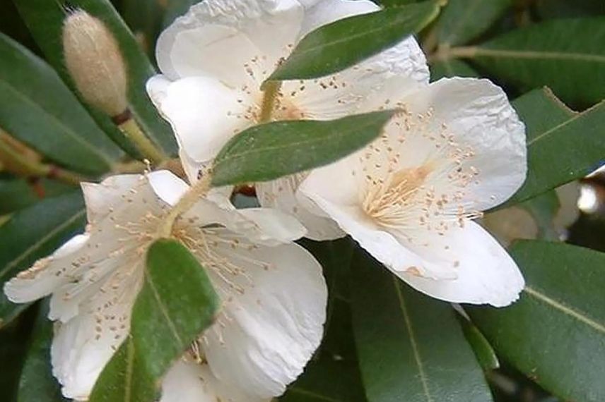 fleurs blanches d'Eucryphia de Moore