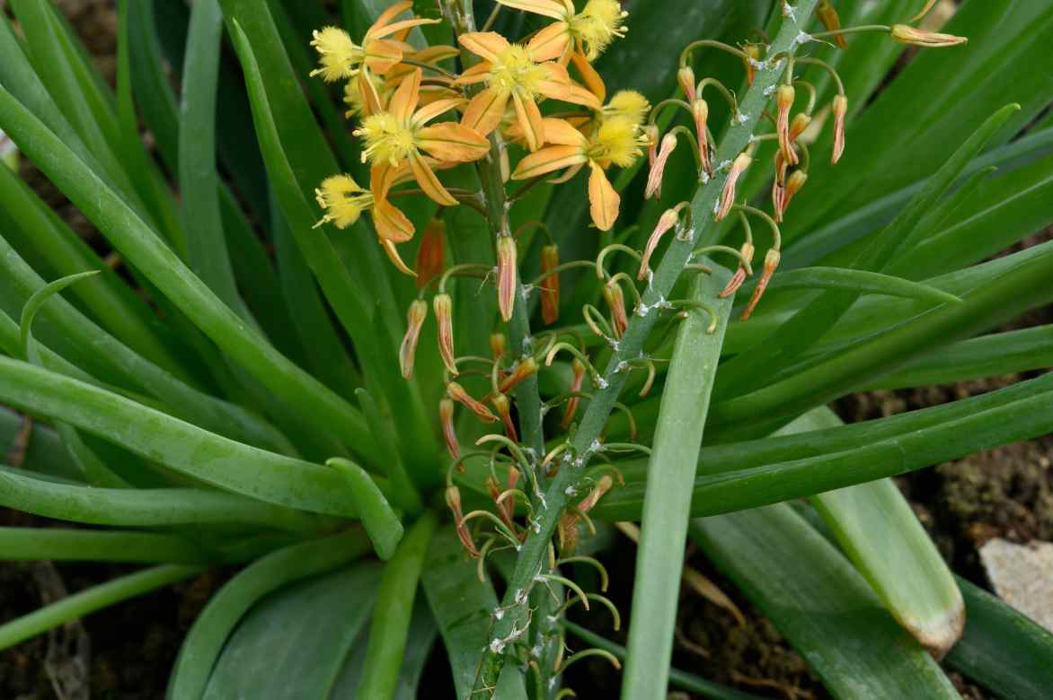 Bulbine feuillage feuilles