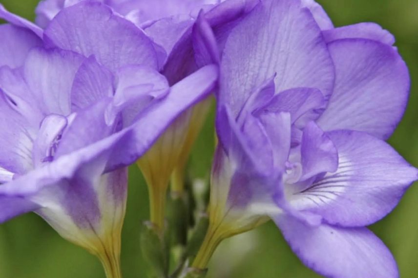 fleurs de freesia bleues