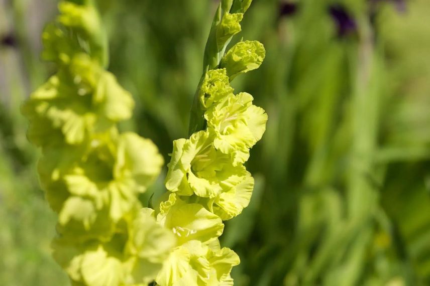 fleur jaune vert de glaïeul