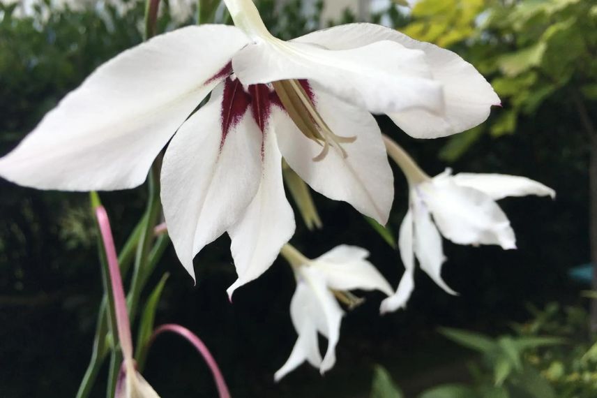 Gladiolus callianthus ou glaïeul d'Abyssinie