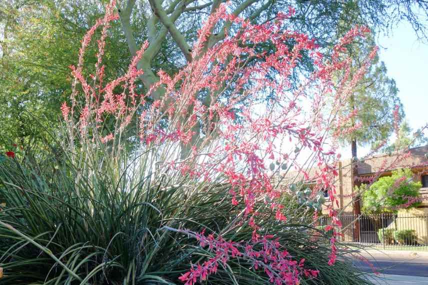 floraison d'hesperaloe