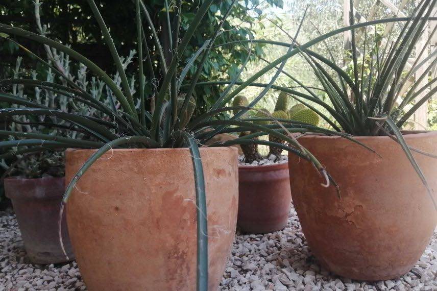 hesperaloe en pot