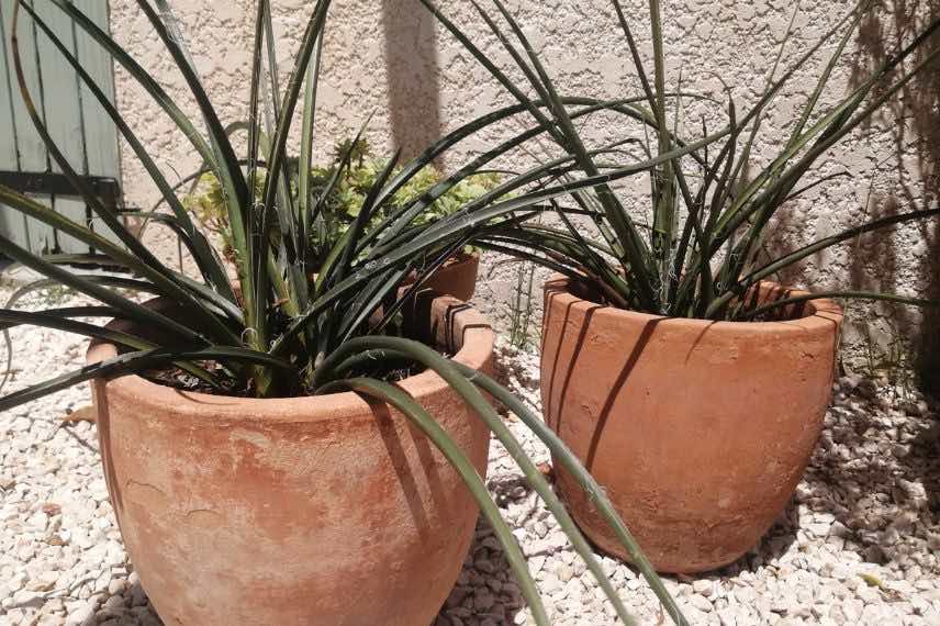 Hesperaloe en pot