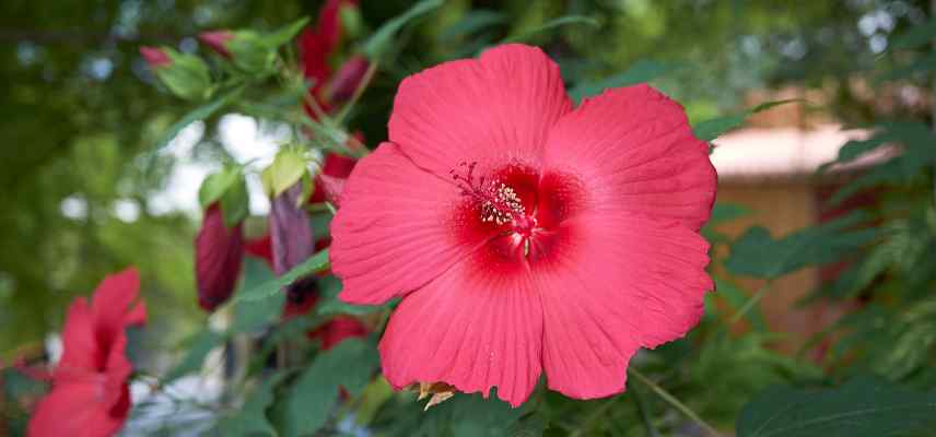 hibiscus des marais