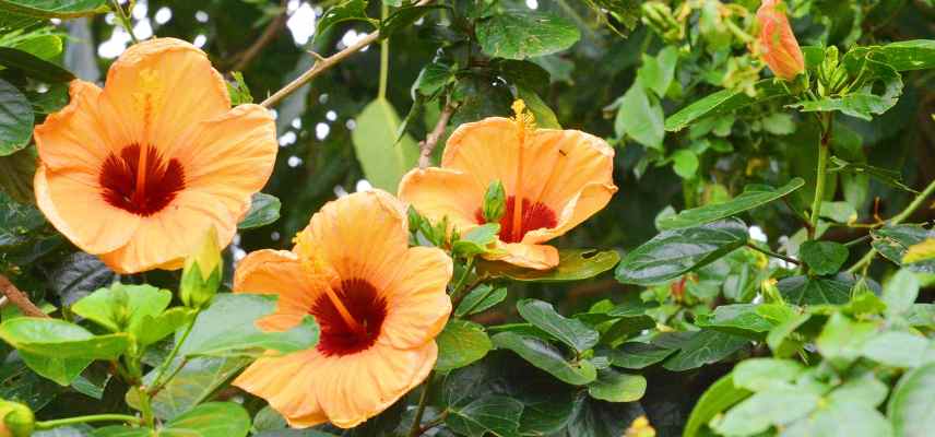 hibiscus de Chine