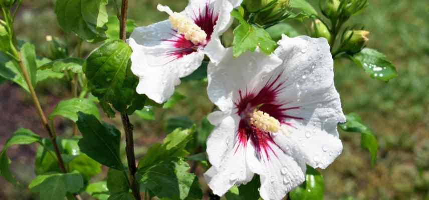 hibiscus althea