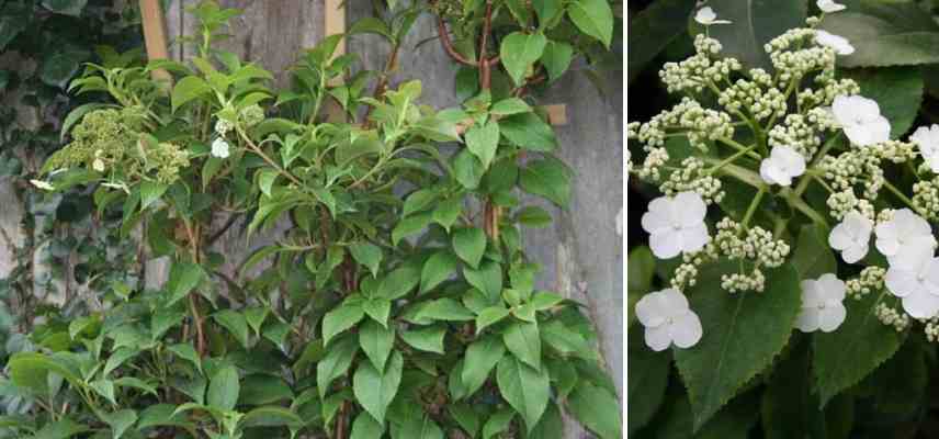 hortensia grimpant, hortensia persistant